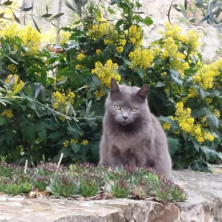 Al Piccolo Ulivo, A Casa Di Mimo&se 度假居